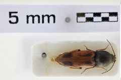 Foto (Dorsalansicht) von Cardiophorus bipunctatus (Fabricius, 1798) (NHMW-ZOO-COL-0007020)